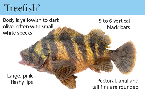 Our California Groundfish ID guide has hi-res photos and simplified identification tips of 50 species commonly caught off the California coast