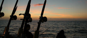 Last cast of the day on a kelp paddy 27 nm SW of Point Loma, fishing offshore San Diego, California