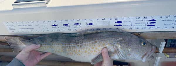 Measuring lingcod with our regulation fish ruler