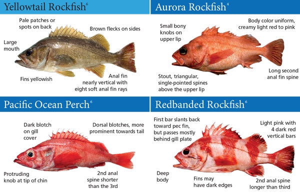 Our California Groundfish ID Guide features hi-res photos and species identification tips