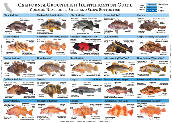 California Groundfish ID Guide – SoCalFishingMaps.com