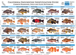 Side one of our California Groundfish ID Guide, featuring hi-res photos and identification tips for 50 species commonly caught off the coast of California