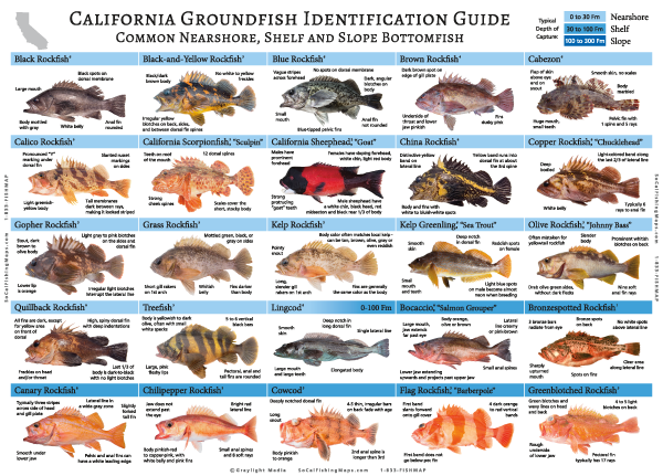 Side one of our California Groundfish ID Guide, featuring hi-res photos and identification tips for 50 species commonly caught off the coast of California
