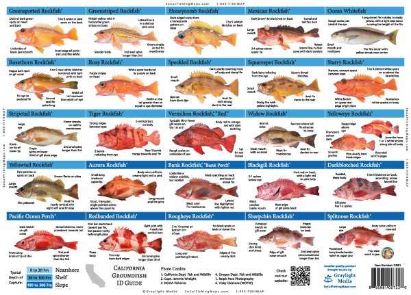 Side two of our California Groundfish ID Guide, featuring hi-res photos and identification tips for 50 species commonly caught off the coast of California