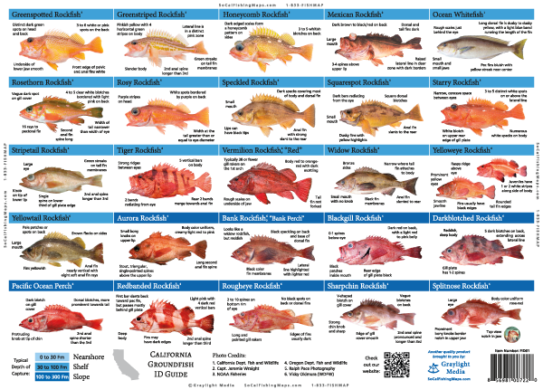 California Groundfish ID Guide – SoCalFishingMaps.com