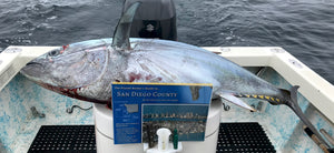 Picture of a 120 lb bluefin tuna and our San Diego Boater's Guide balancing on a bait tank