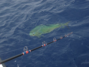 Another dorado ready for the gaff in a hot bite at San Salvador Knoll offshore San Diego, California